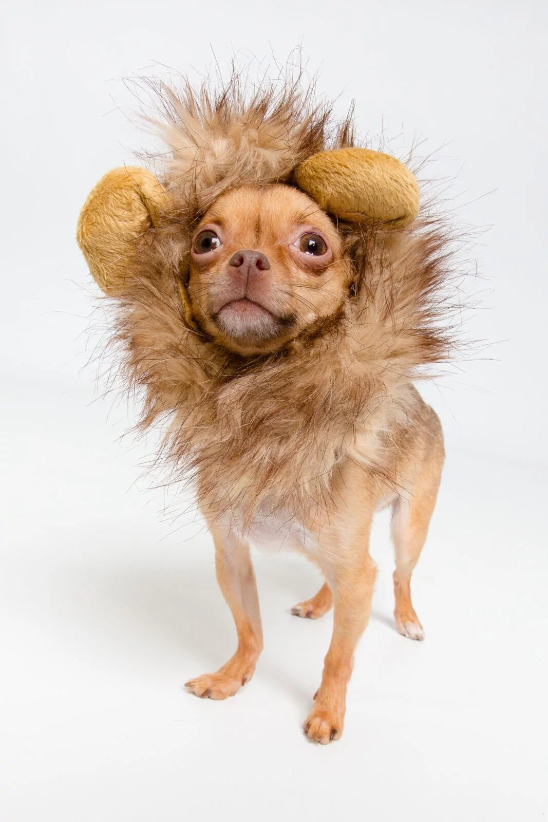 Lion Mane Costume - Lion Mane for Cats and Dogs- Fits Neck Size 8”-14” - Perfect for Halloween & Gifts for Cat Lovers