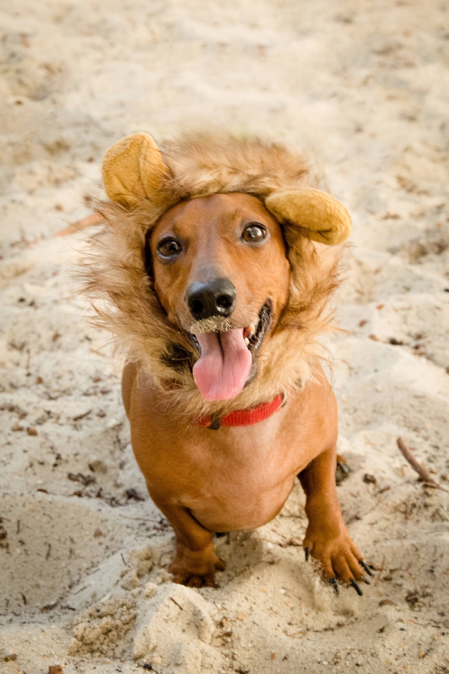 Lion Mane Costume - Lion Mane for Cats and Dogs- Fits Neck Size 8”-14” - Perfect for Halloween & Gifts for Cat Lovers